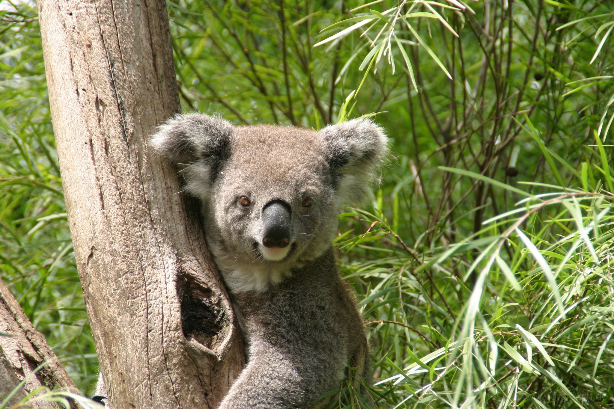 200603 koala.jpg - Koala im Featherdale-Park bei Sydney